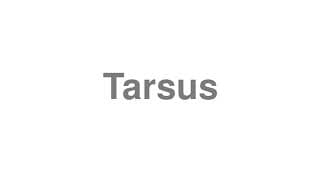 Tarsus