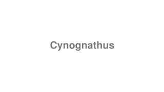 Cynognathus