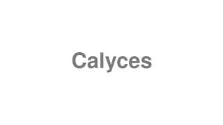 Calyces