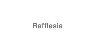 Rafflesia