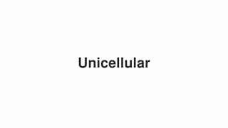 Unicellular