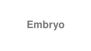 Embryo