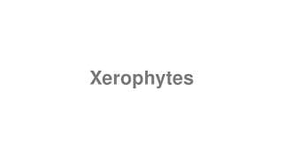Xerophytes