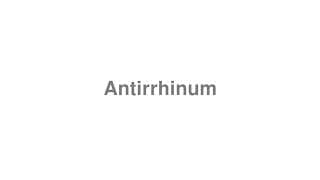 Antirrhinum