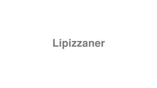 Lipizzaner