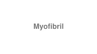 Myofibril