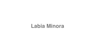 Labia Minora