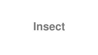 Insect