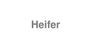 Heifer
