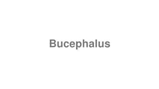 Bucephalus