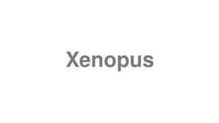 Xenopus
