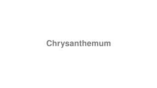 chrysanthemum