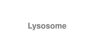 Lysosome