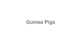 Guinea Pigs