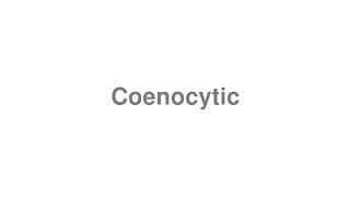 Coenocytic