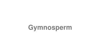 Gymnosperm