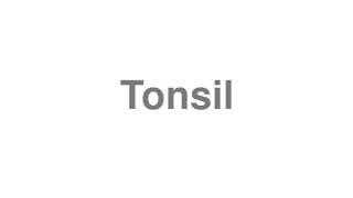 Tonsil