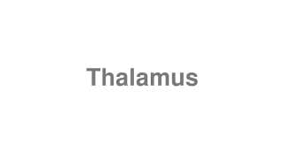 Thalamus