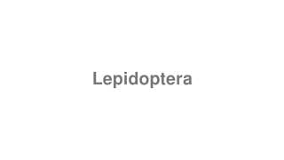 Lepidoptera