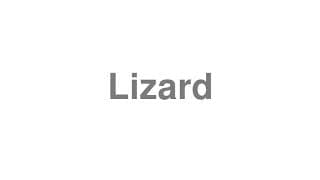 Lizard