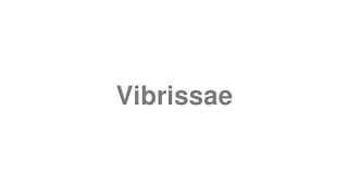 Vibrissae