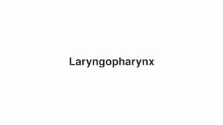 Laryngopharynx