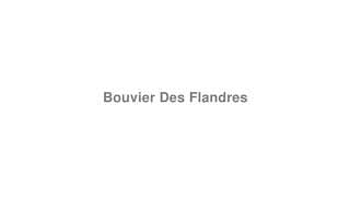 Bouvier Des Flandres