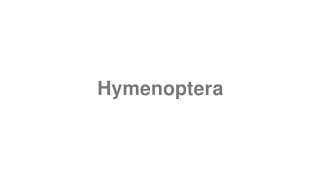 Hymenoptera