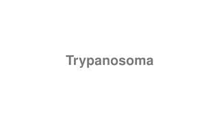Trypanosoma