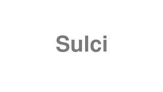 Sulci