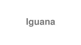 Iguana