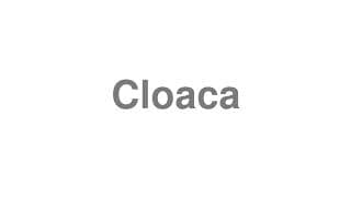 Cloaca