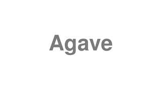Agave