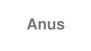 Anus