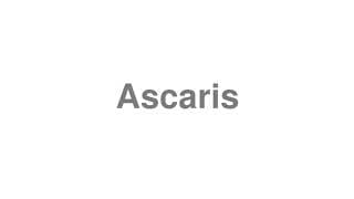 Ascaris