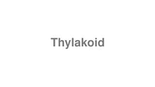 Thylakoid