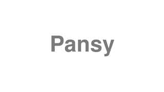 Pansy