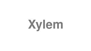 Xylem