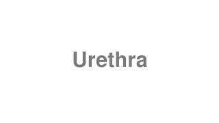 Urethra