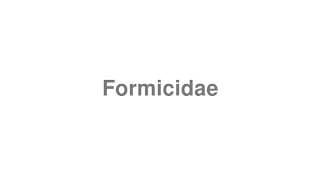 Formicidae