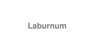 Laburnum