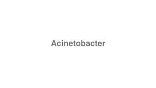 Acinetobacter