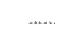 Lactobacillus