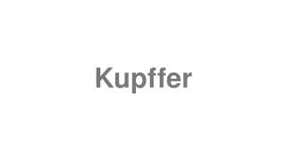 Kupffer