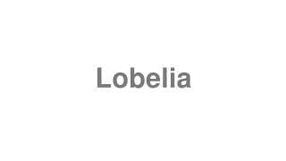 Lobelia