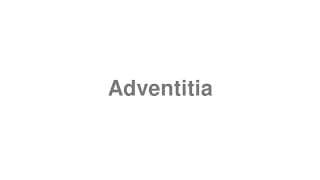 Adventitia