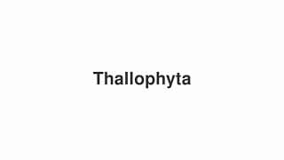 Thallophyta