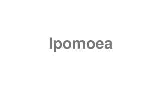 Ipomoea