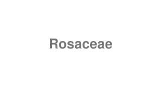 Rosaceae
