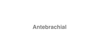 Antebrachial